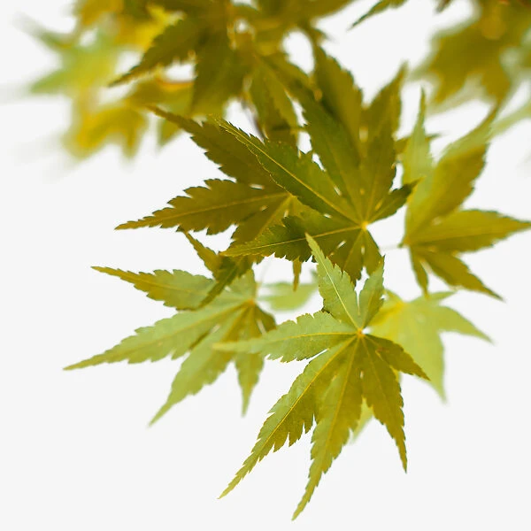 Coral Bark Japanese Maple - Image 6