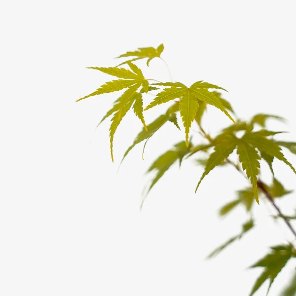 Coral Bark Japanese Maple - Image 2