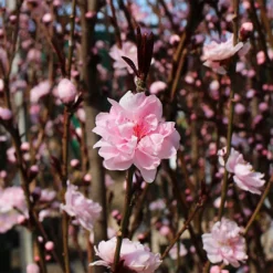 Corinthian Pink Flowering Peach Tree