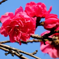 Crimson Cascade Weeping Peach