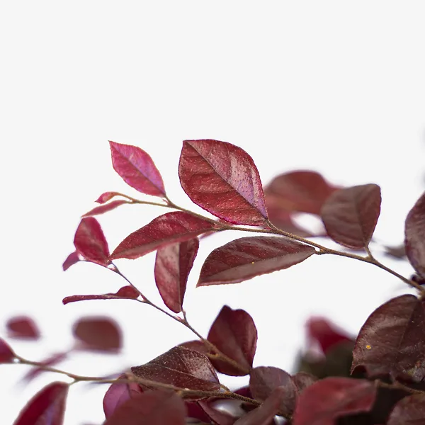 Crimson Fire⢠Loropetalum - Image 2