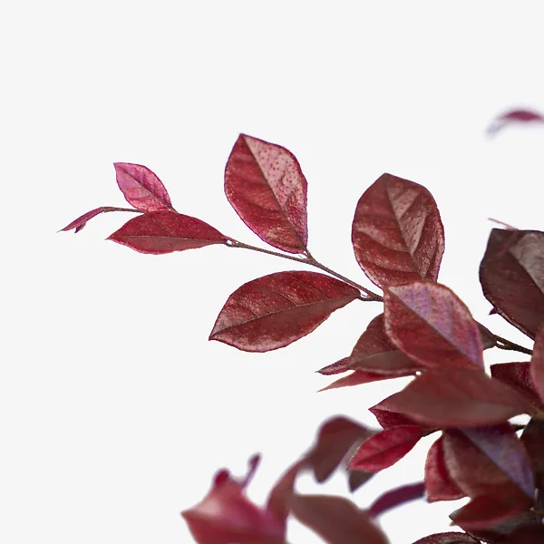 Crimson Fire⢠Loropetalum