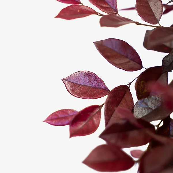 Crimson Fire⢠Loropetalum - Image 4
