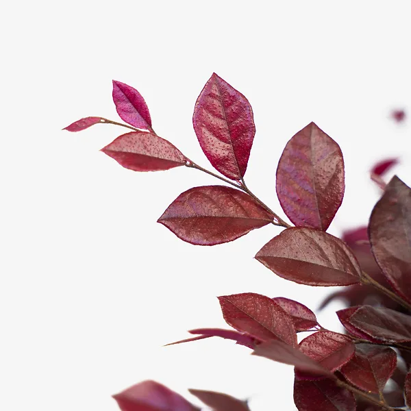 Crimson Fire⢠Loropetalum - Image 5