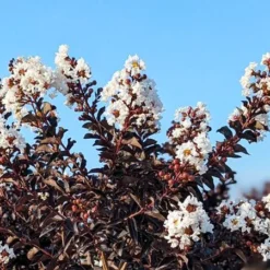 Crystalline™ Black Diamond® Crape Myrtle