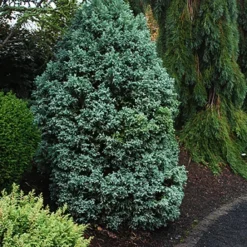Curly Tops Sawara Cypress