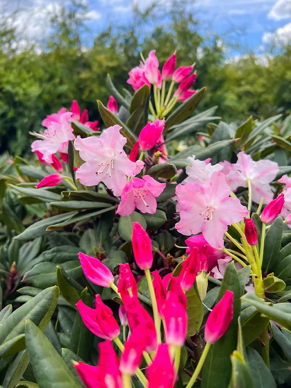 Dandy Man Color Wheel® Rhododendron - Image 5