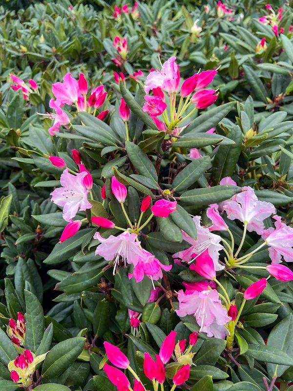 Dandy Man Color Wheel® Rhododendron - Image 2