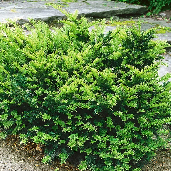 Dark Green Spreader Yew - Image 2