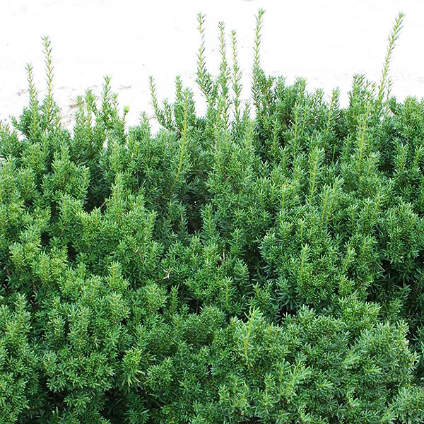 Dark Green Spreader Yew - Image 3