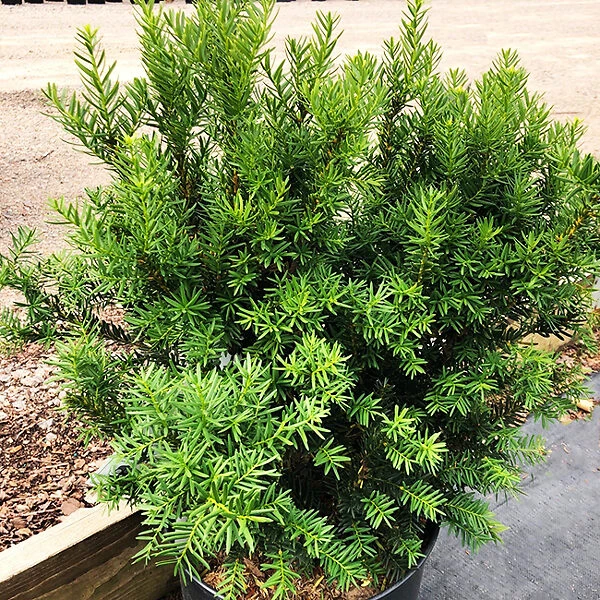Dark Green Spreader Yew - Image 4