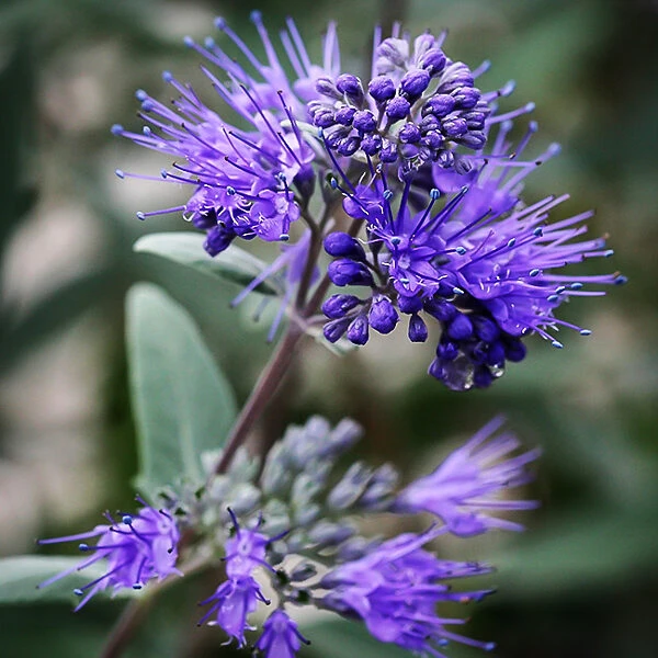 Dark Knight Caryopteris - Image 4