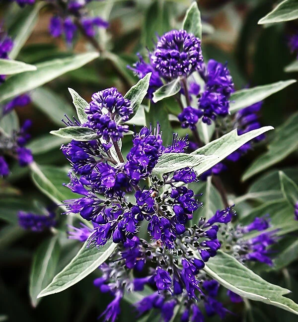 Dark Knight Caryopteris