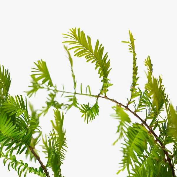 Dawn Redwood - Image 3