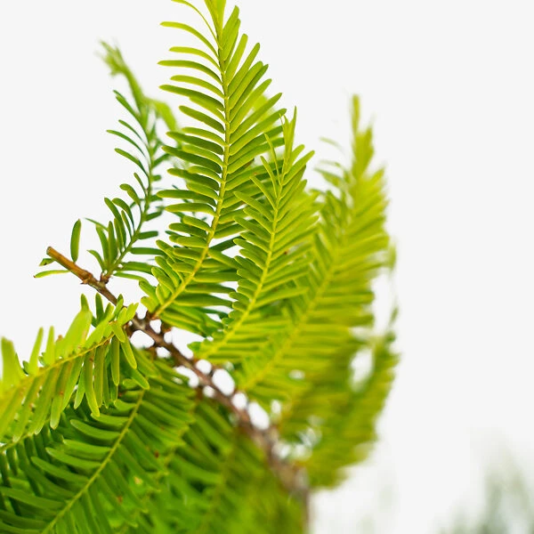 Dawn Redwood - Image 4