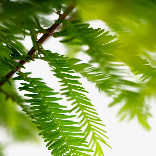 Dawn Redwood - Image 5