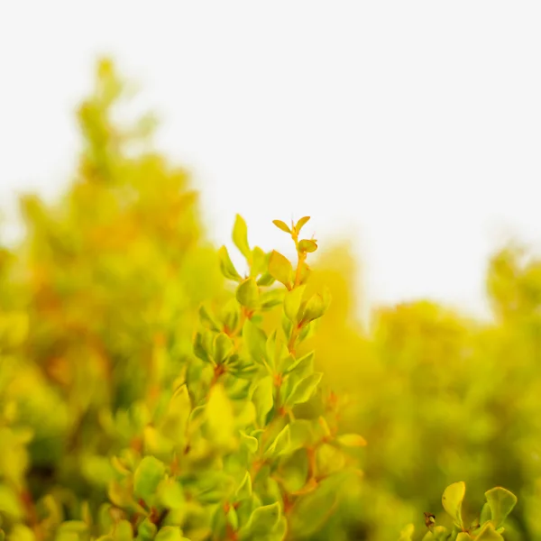 Daybreak® Barberry - Image 4