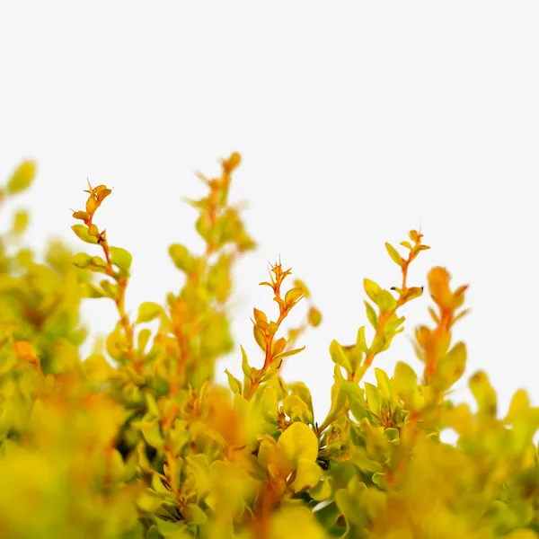 Daybreak® Barberry - Image 3