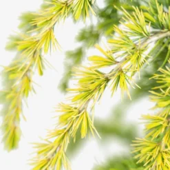 Golden Deodar Cedar