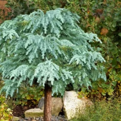 Divinely Blue Deodar Cedar - Tree Form