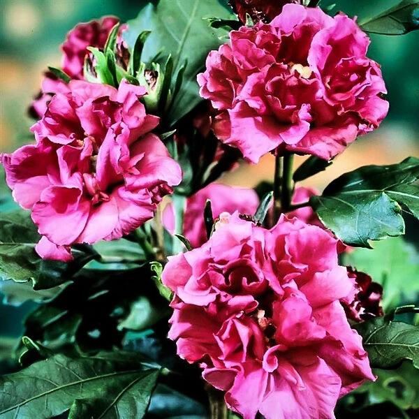 Double Red Hardy Hibiscus - Image 3