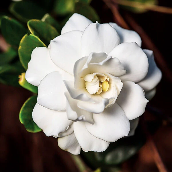 Double Mint Gardenia - Image 2