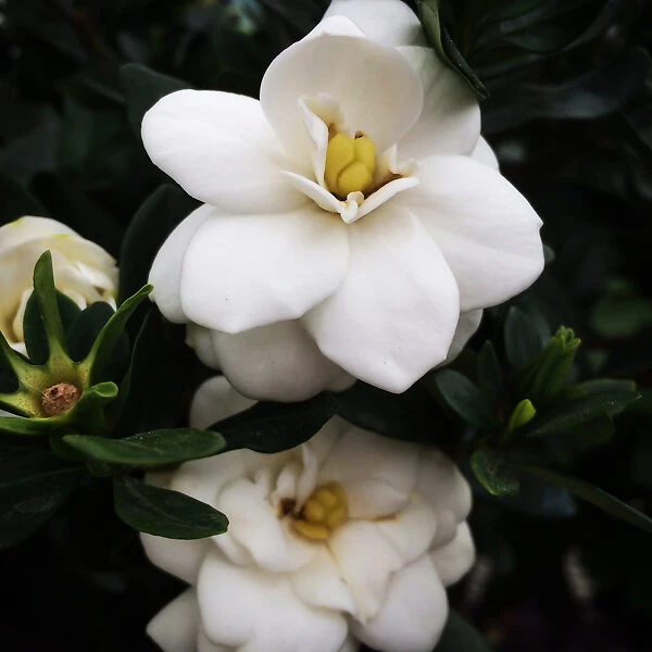 Double Mint Gardenia - Image 3