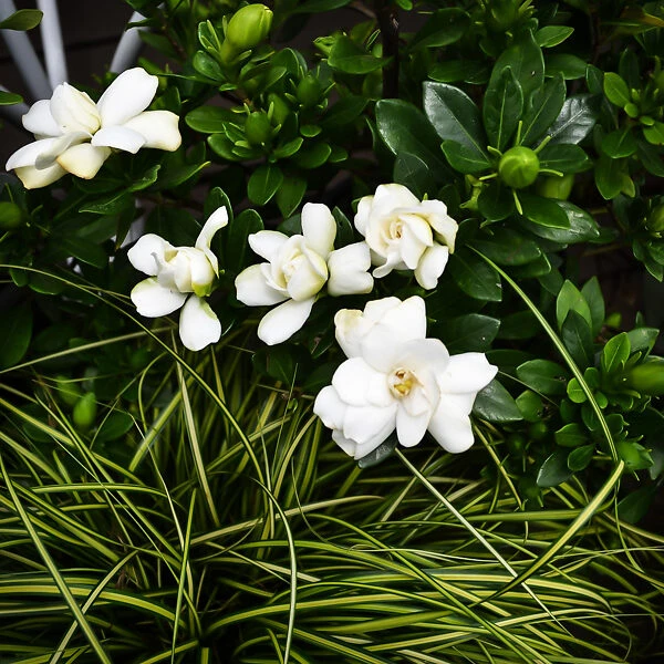 Double Mint Gardenia