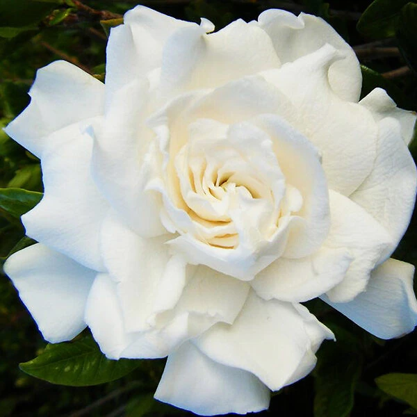 Double Mint Gardenia - Image 4
