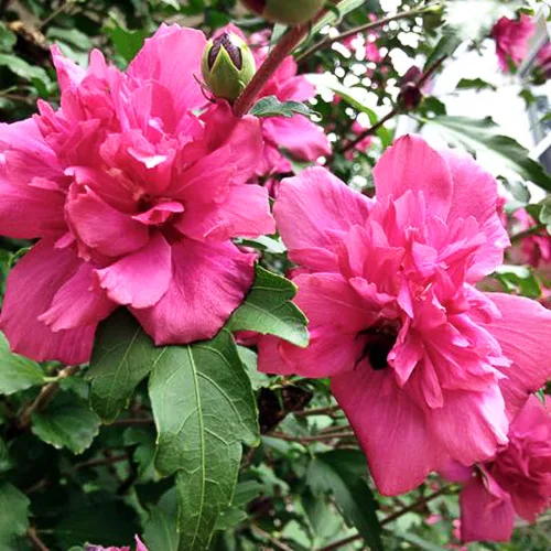 Double Red Hardy Hibiscus - Image 2