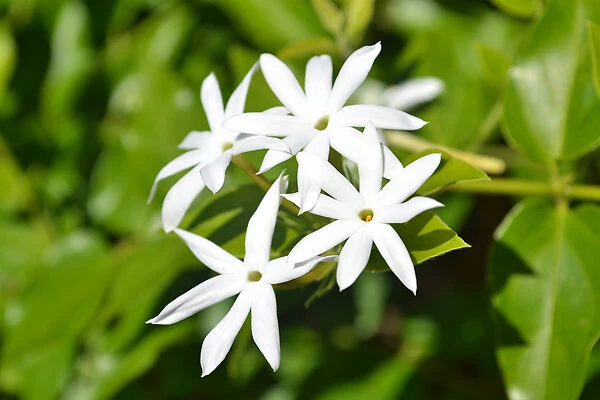 Downy Jasmine - Image 2
