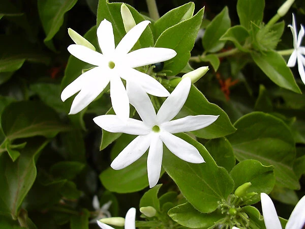 Downy Jasmine - Image 3