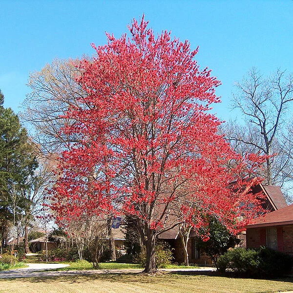 Drummond Red Maple - Image 5