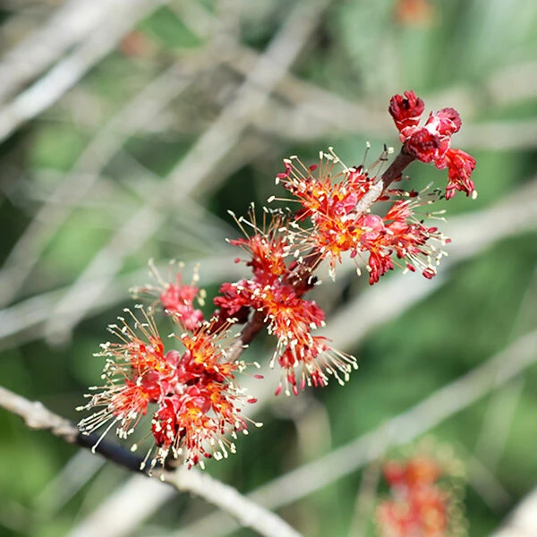 Drummond Red Maple - Image 4