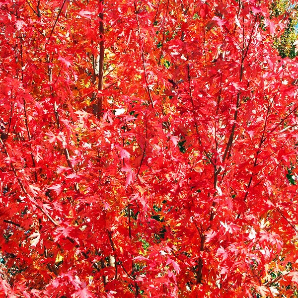 Drummond Red Maple - Image 2