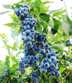 Duke Blueberry