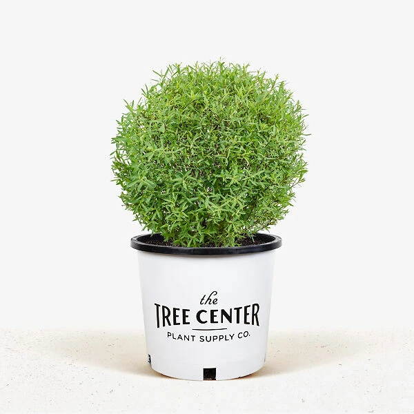 Dwarf Arctic Willow - Image 4