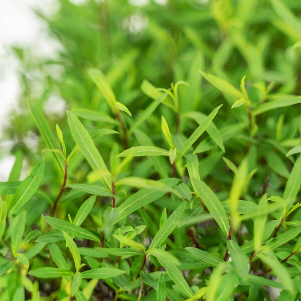 Dwarf Arctic Willow - Image 5