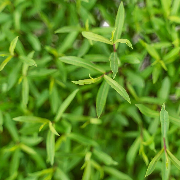 Dwarf Arctic Willow - Image 2