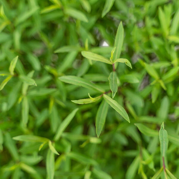 Dwarf Arctic Willow - Image 3