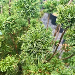 Dwarf Eastern White Pine