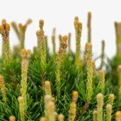 Dwarf Mugo Pine