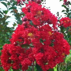 Dynamite Crape Myrtle
