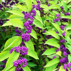 Early Amethyst Beautyberry