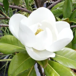 Edith Bogue Southern Magnolia
