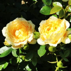 Edith's Darling Miniature Rose Tree