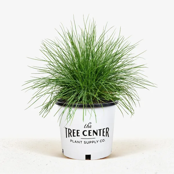 Elijah Blue Fescue - Image 5