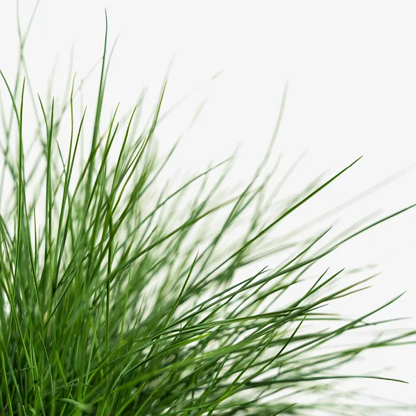 Elijah Blue Fescue - Image 4