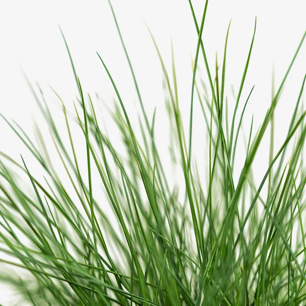 Elijah Blue Fescue - Image 2