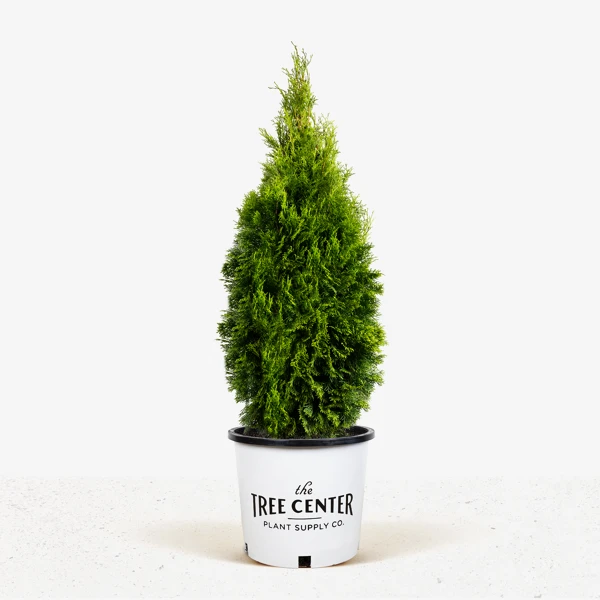 Emerald Green Arborvitae - Image 4